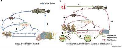 The Effect of Algal-Gardening Damselfish on the Resilience of the Mesoamerican Reef